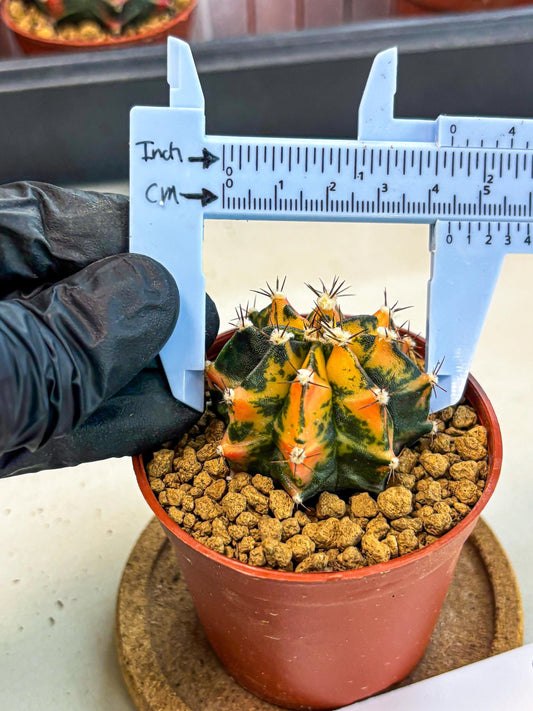 Gymnocalycium Honey Orange (gy7) (b3) | Rare Hybrid cactus