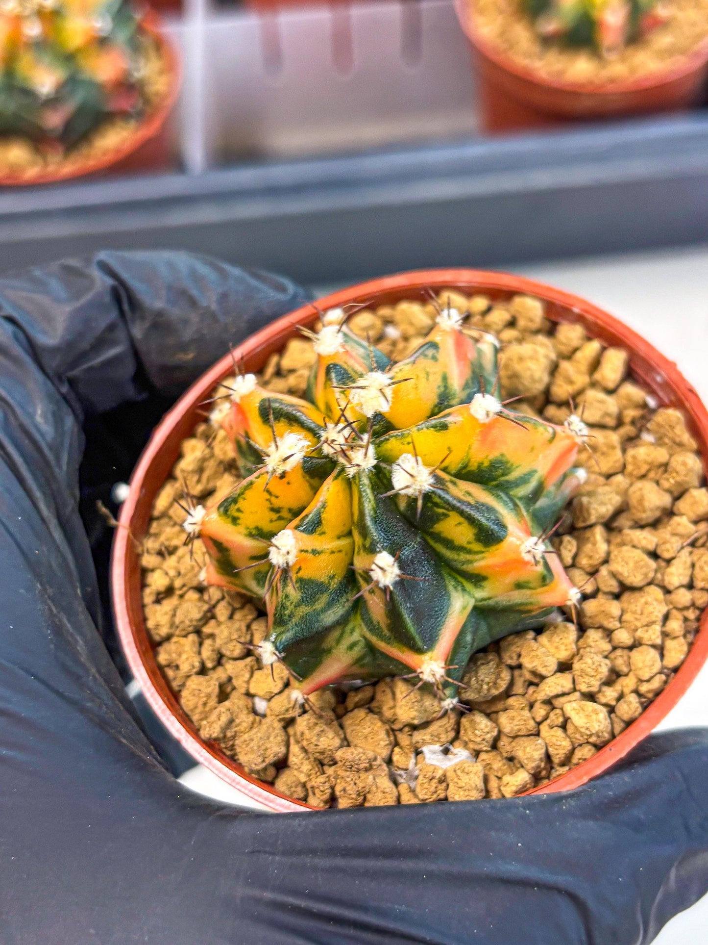 Gymnocalycium Honey Orange (gy7) (b3) | Rare Hybrid cactus