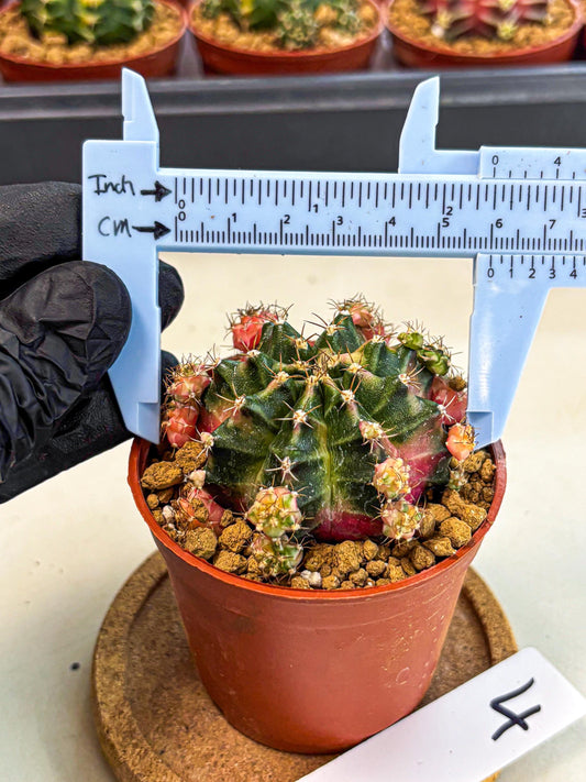 Gymnocalycium Bubble Gum (gy8) (y4) | Special Hybrid cactus
