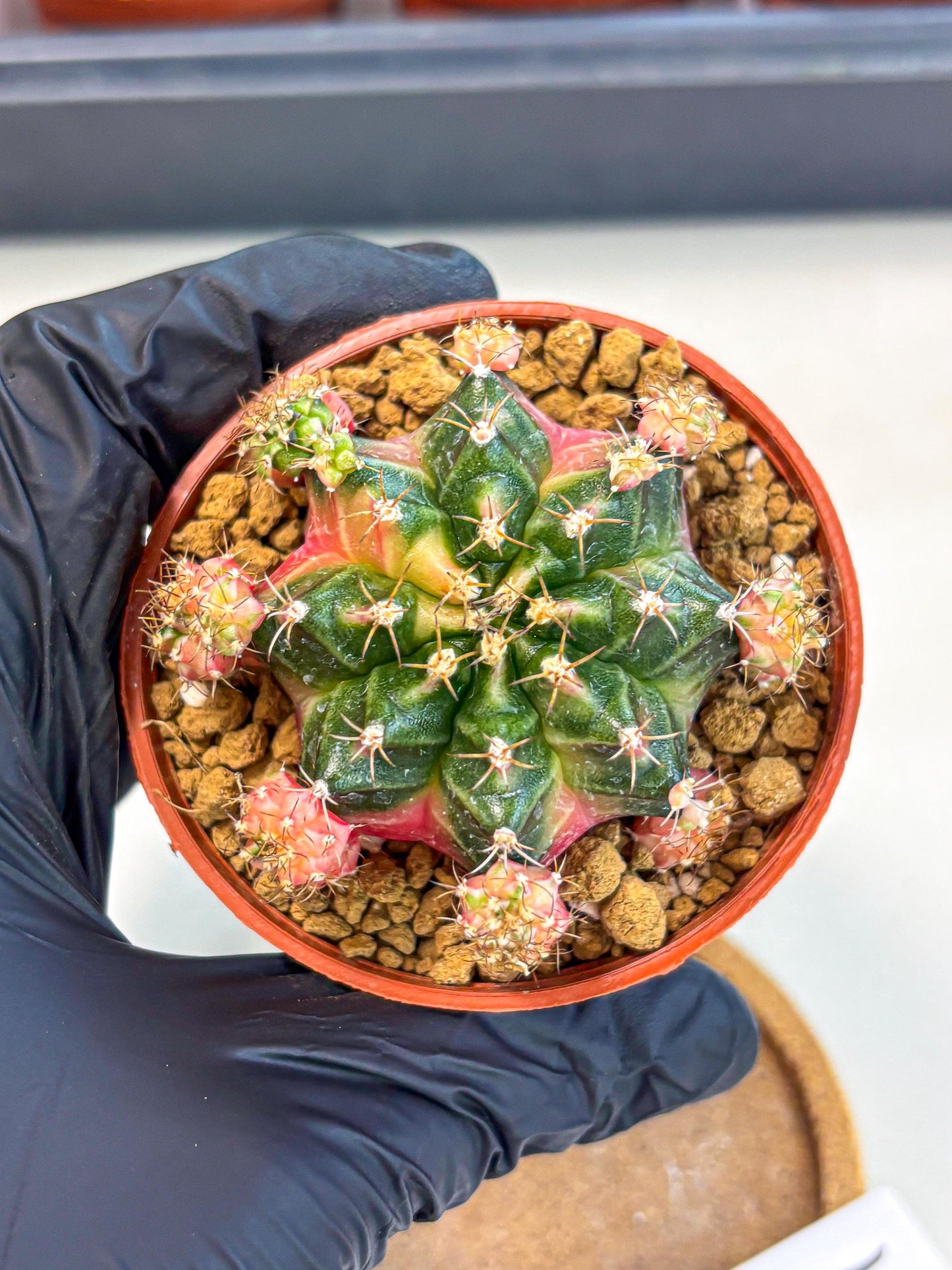 Gymnocalycium Bubble Gum (gy8) (y4) | Special Hybrid cactus