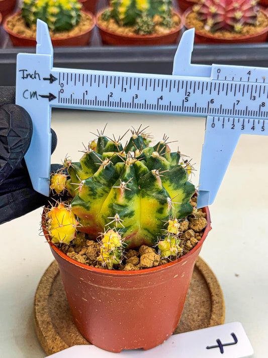 Gymnocalycium Luna (gy8) (y7) | Variegated cactus