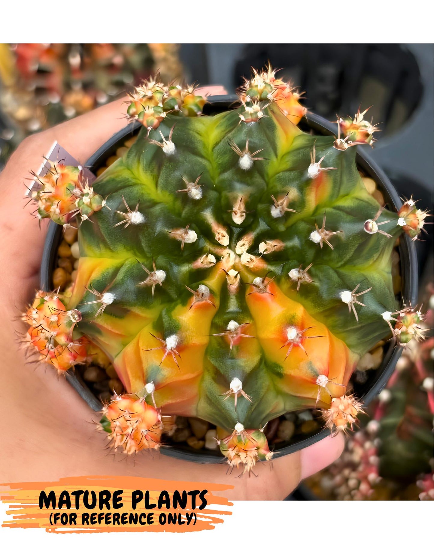Gymnocalycium Obama (gy8) (p6) | Variegated cactus