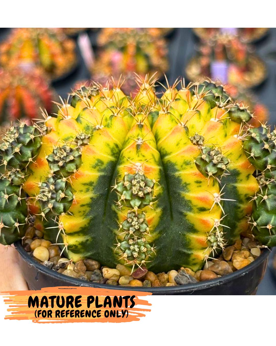 Gymnocalycium Sunflower (gy8) (r4) | Variegated cactus