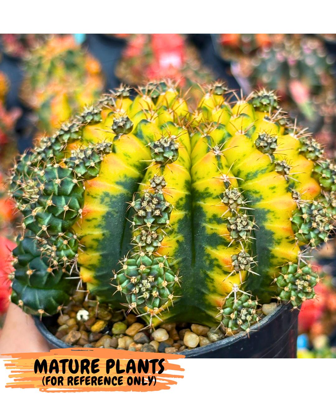 Gymnocalycium Sunflower (gy8) (r3) | Variegated cactus