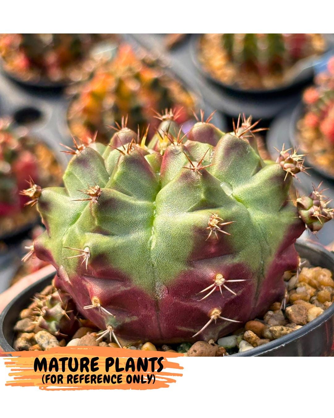 Gymnocalycium Sweet Green (gy8) (p5) | Variegated cactus