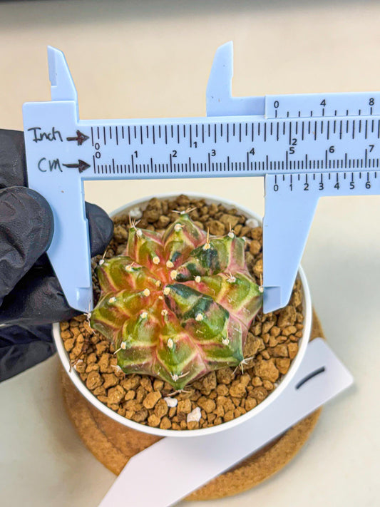 Gymnocalycium Neon (gy13) (p1) | Rare Cactus