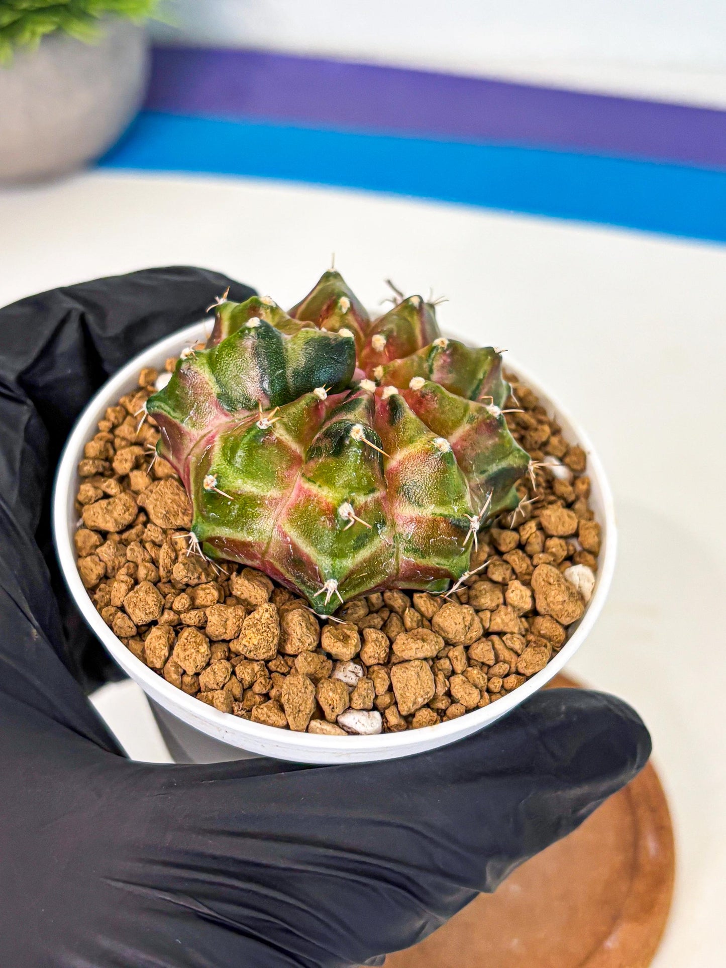 Gymnocalycium Neon (gy13) (p1) | Rare Cactus