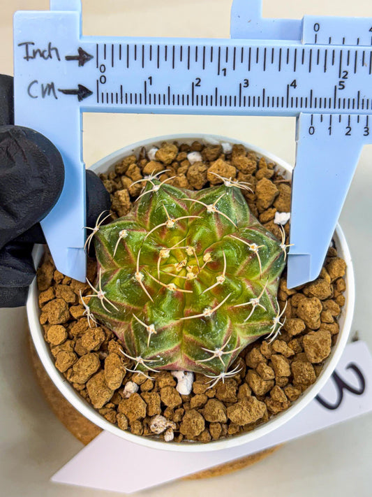 Gymnocalycium Neon (gy13) (p3) | Rare Cactus