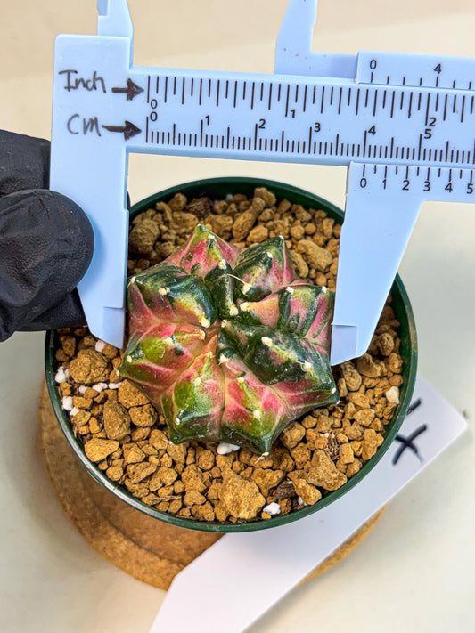 Gymnocalycium Neon (gy13) (p4) | Rare Cactus