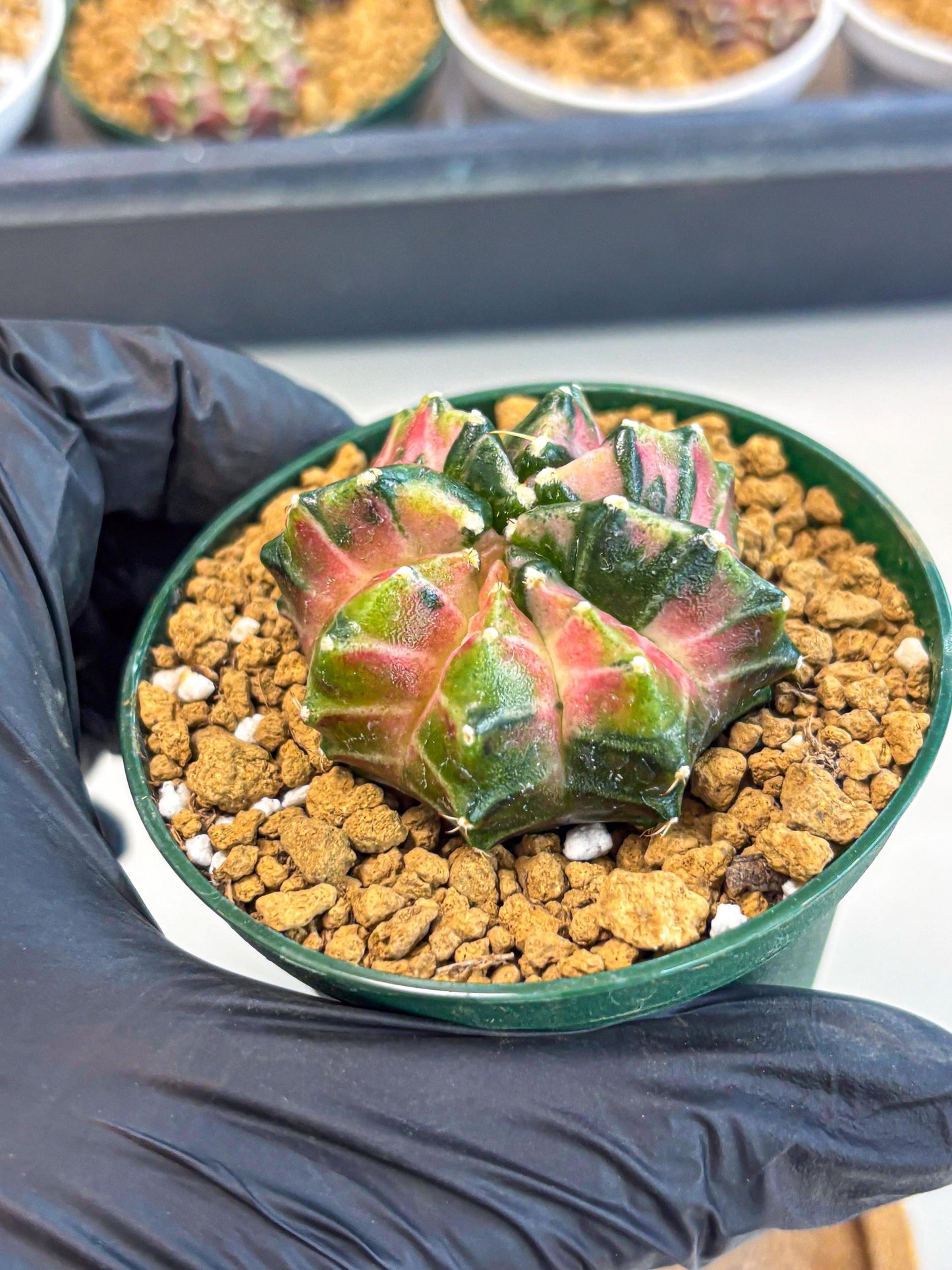 Gymnocalycium Neon (gy13) (p4) | Rare Cactus