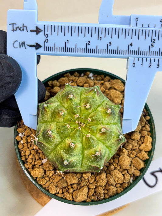 Gymnocalycium Neon (gy13) (p5) | Rare Cactus