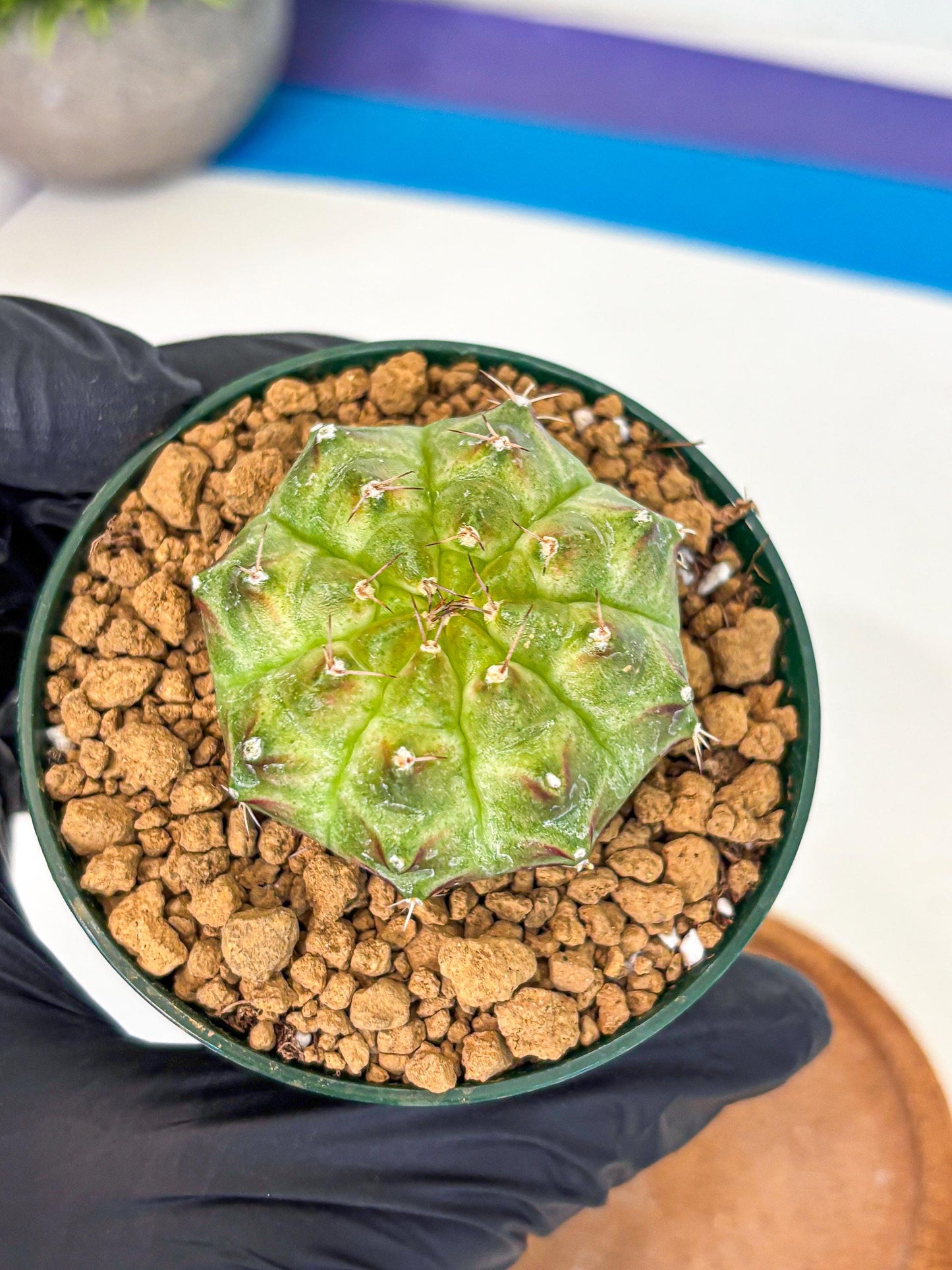 Gymnocalycium Neon (gy13) (p5) | Rare Cactus