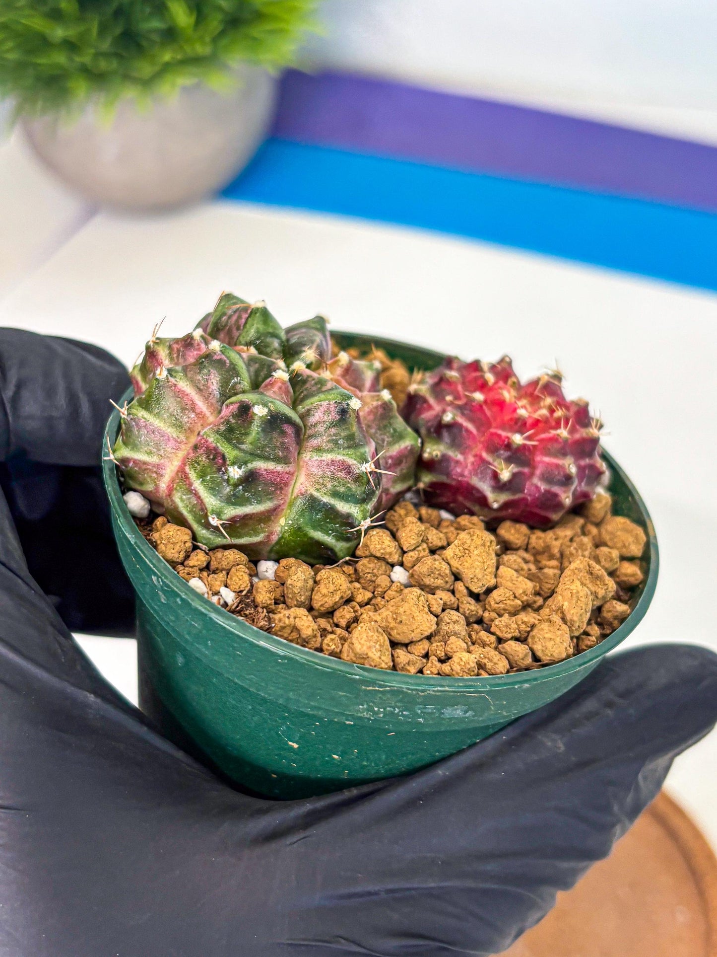 Gymnocalycium Neon (gy13) (p7) | Rare Cactus