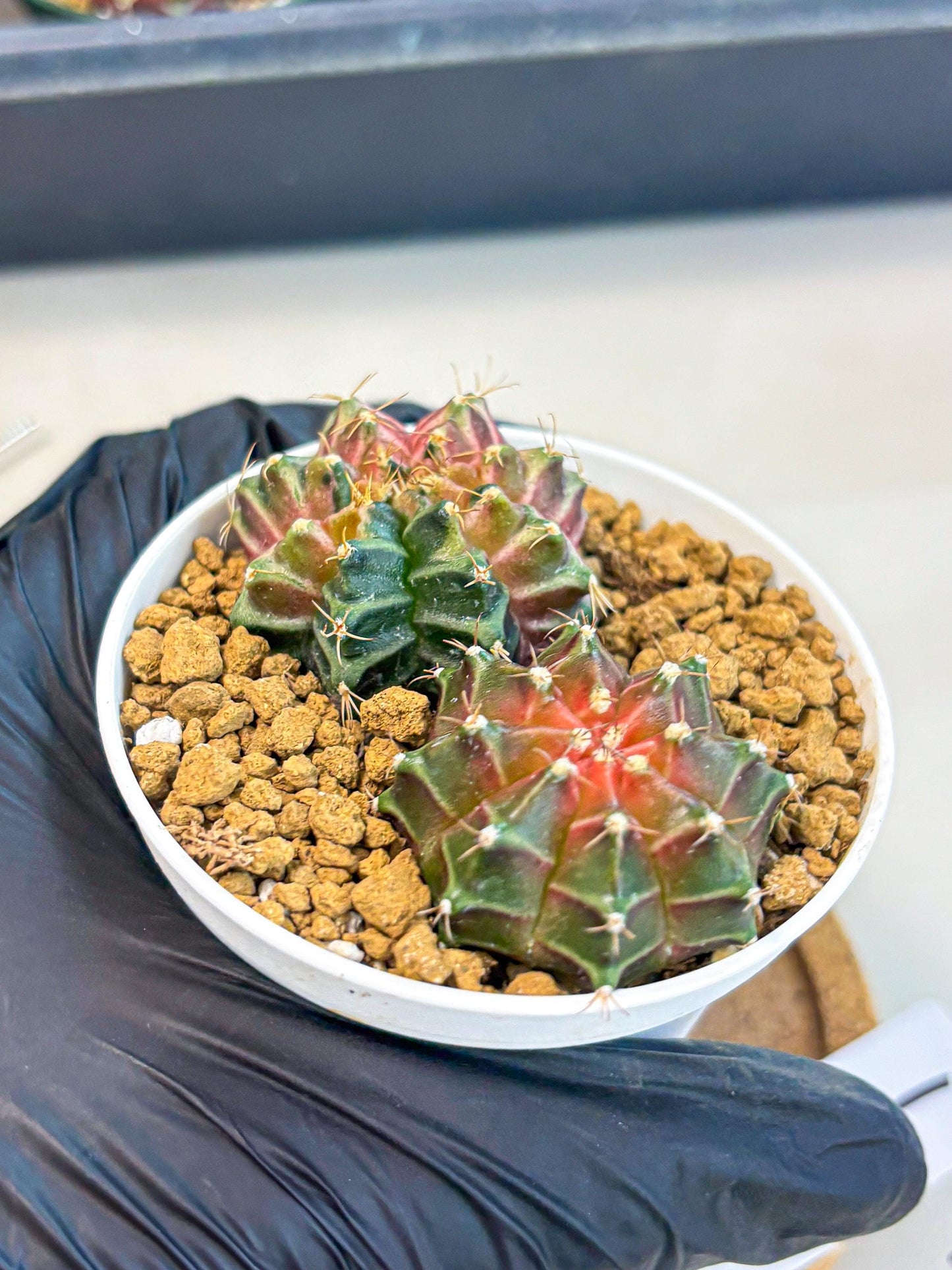 Gymnocalycium Neon (gy13) (g1) | Rare Cactus