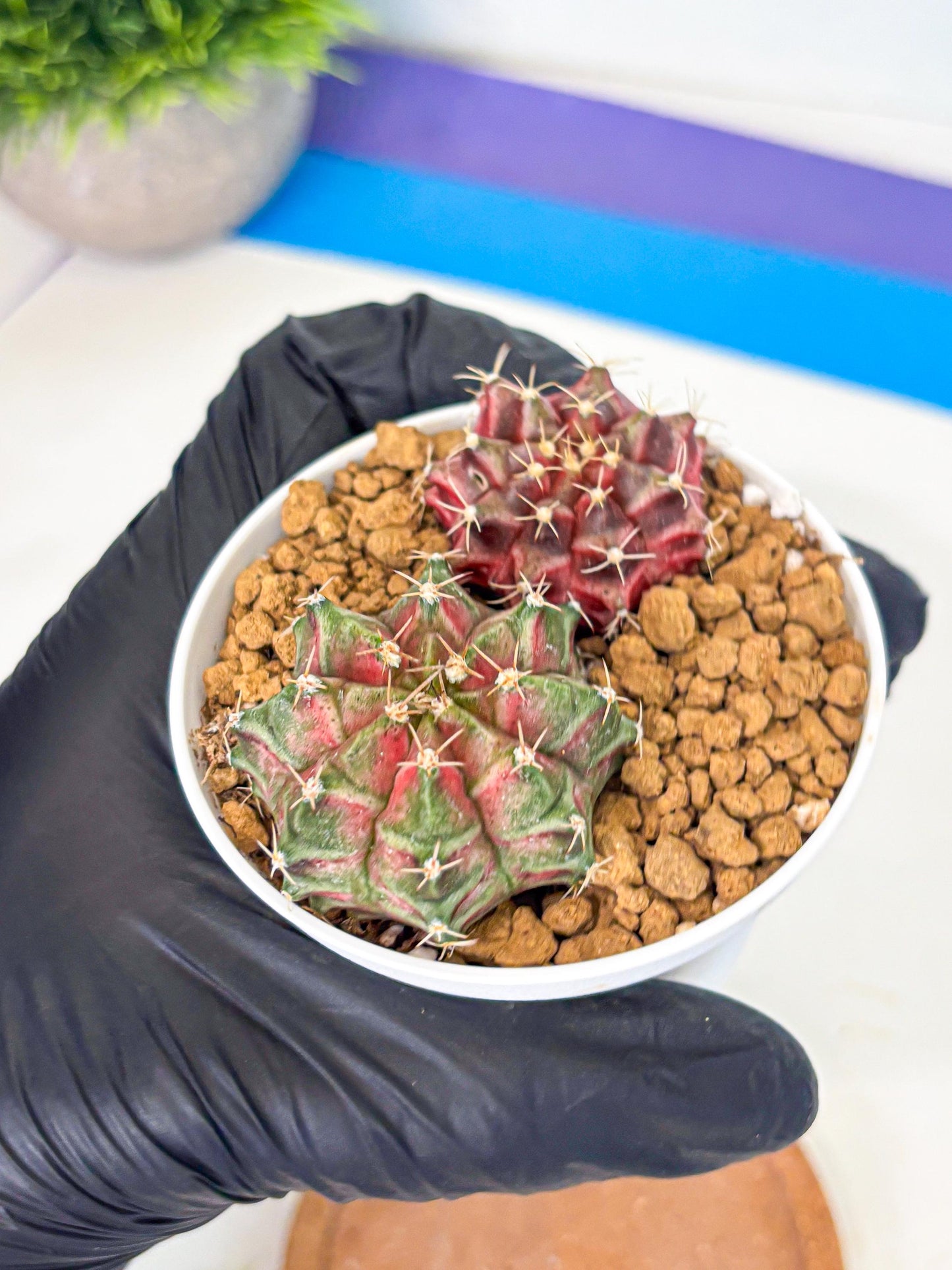 Gymnocalycium Neon (gy13) (g2) | Rare Cactus