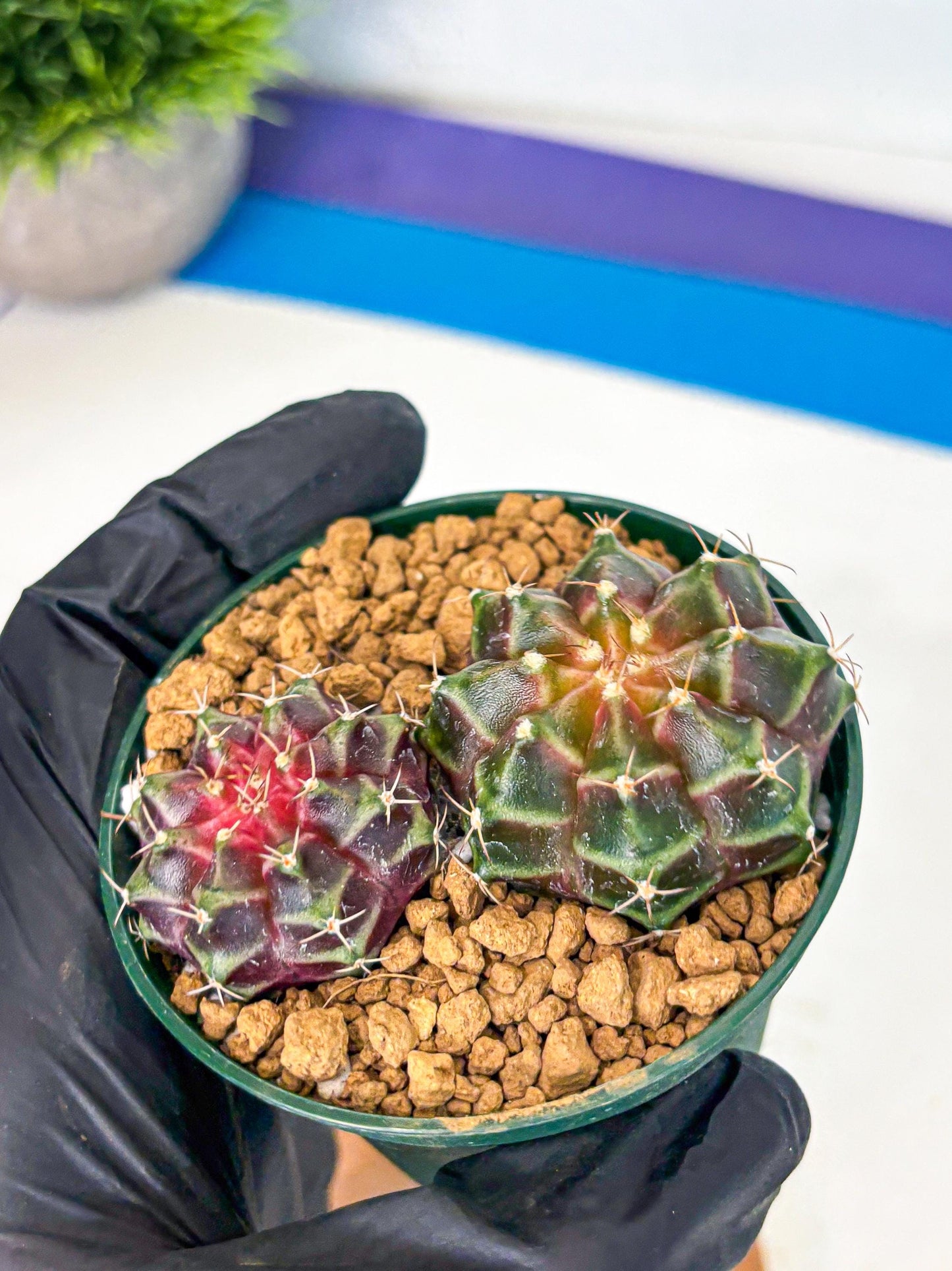 Gymnocalycium Neon (gy13) (g4) | Rare Cactus