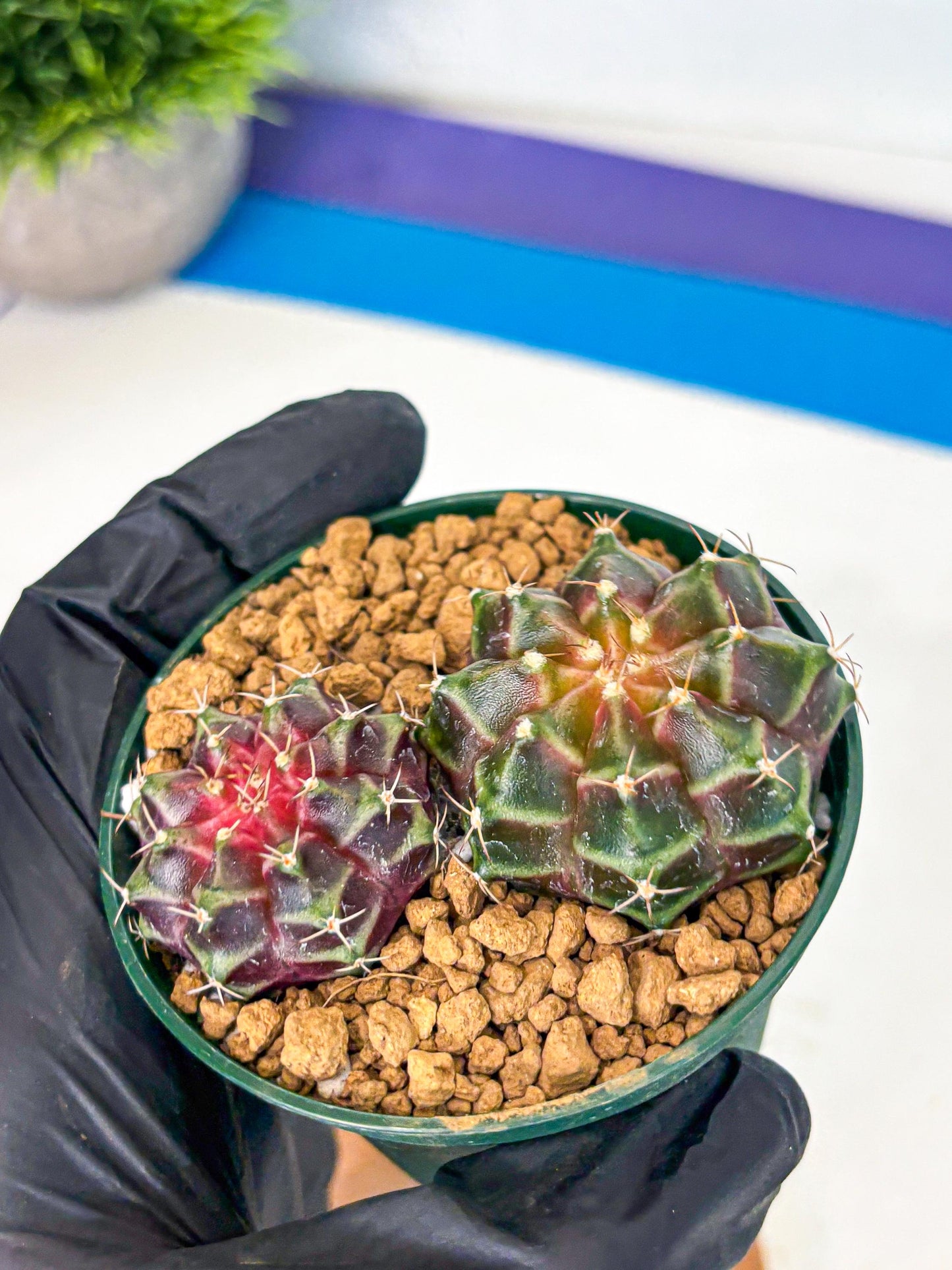Gymnocalycium Neon (gy13) (g4) | Rare Cactus