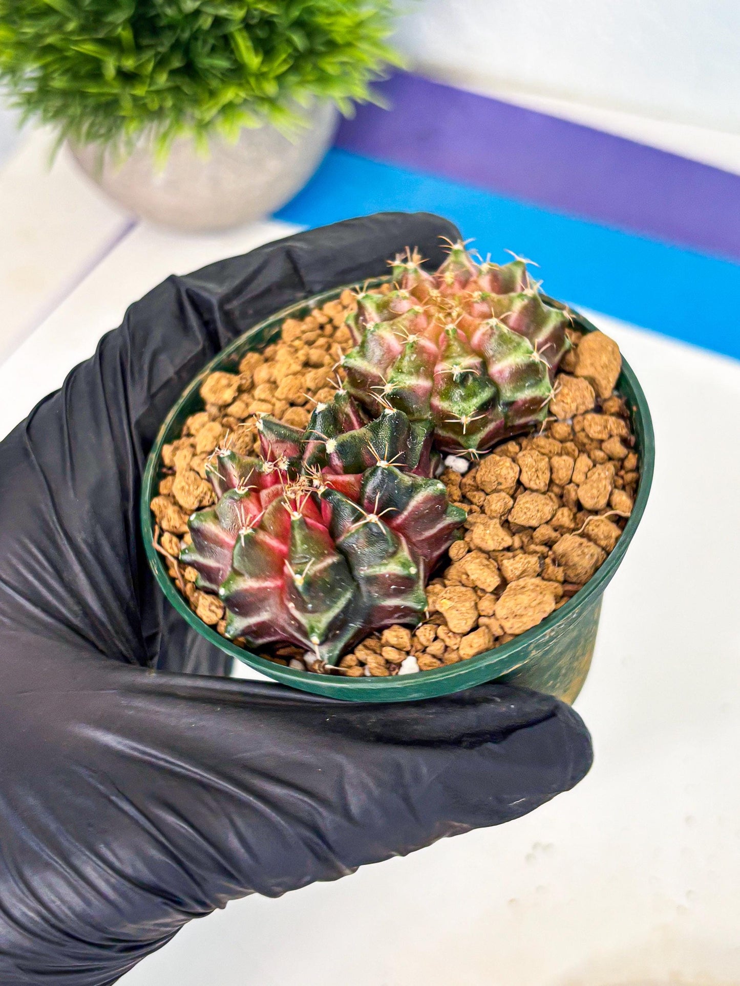 Gymnocalycium Neon (gy13) (g7) | Rare Cactus