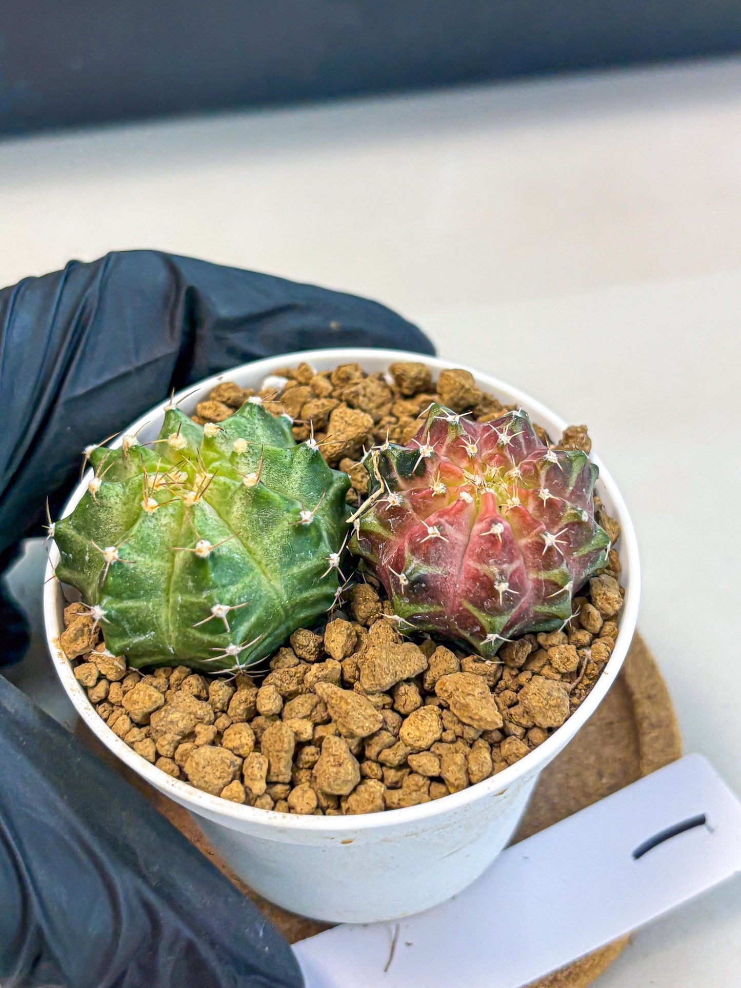 Gymnocalycium Neon (gy13) (y1) | Rare Cactus