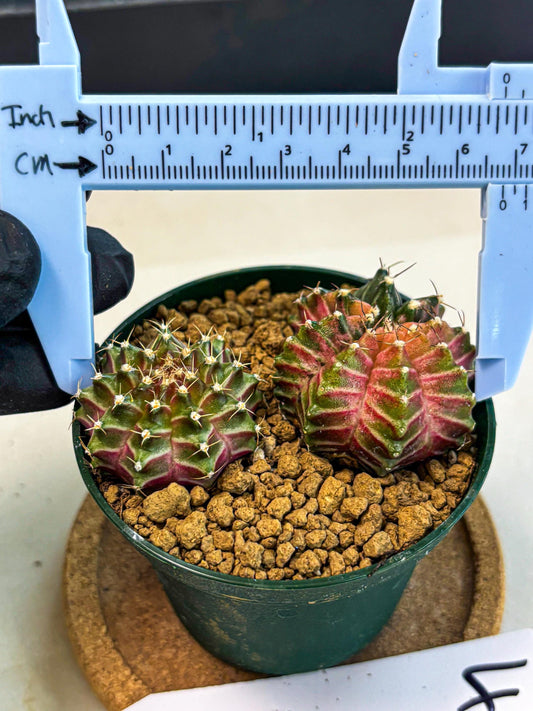 Gymnocalycium Neon (gy13) (y4) | Rare Cactus