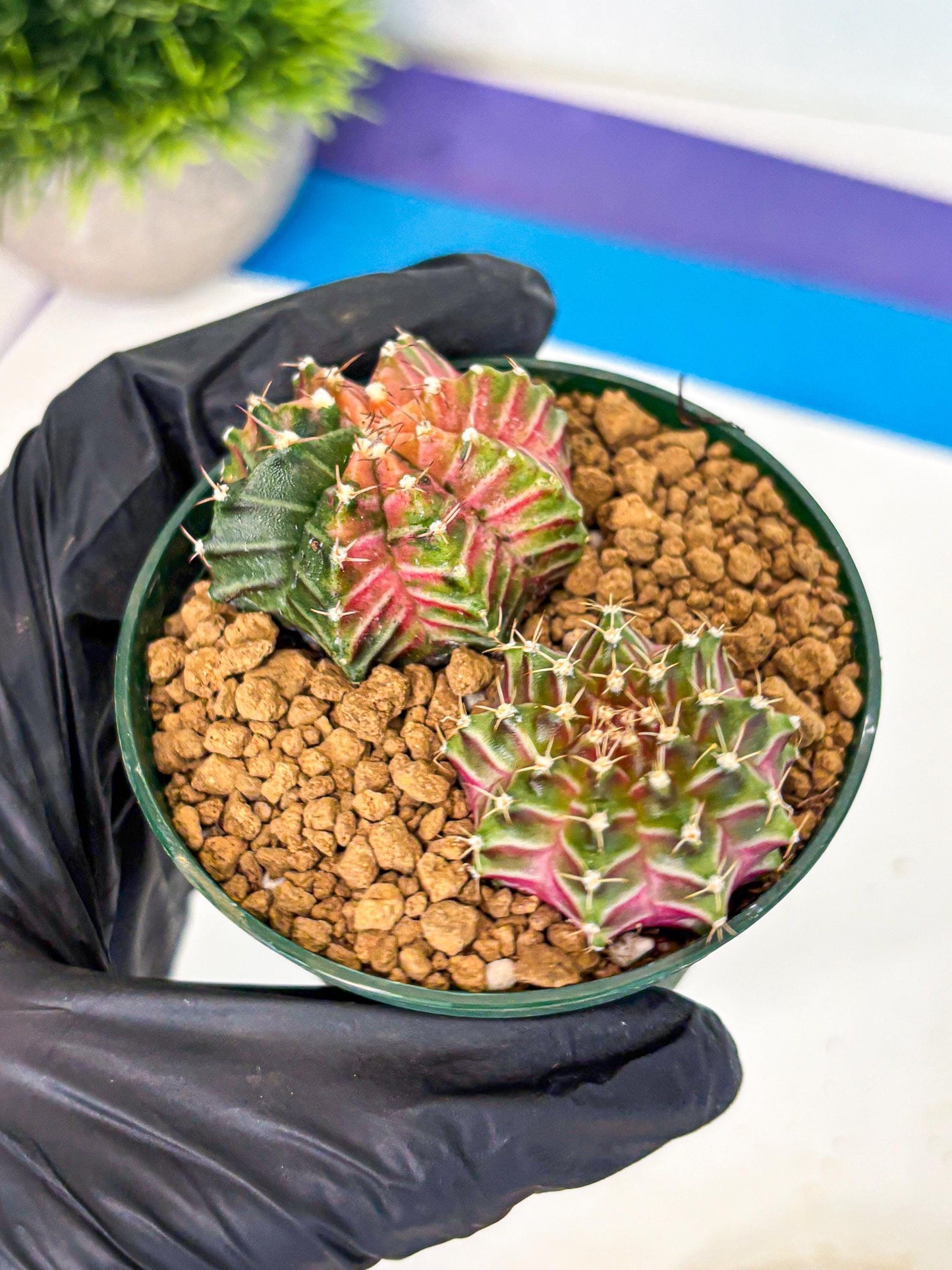 Gymnocalycium Neon (gy13) (y4) | Rare Cactus