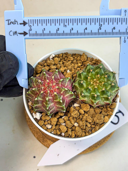 Gymnocalycium Neon (gy13) (y5) | Rare Cactus