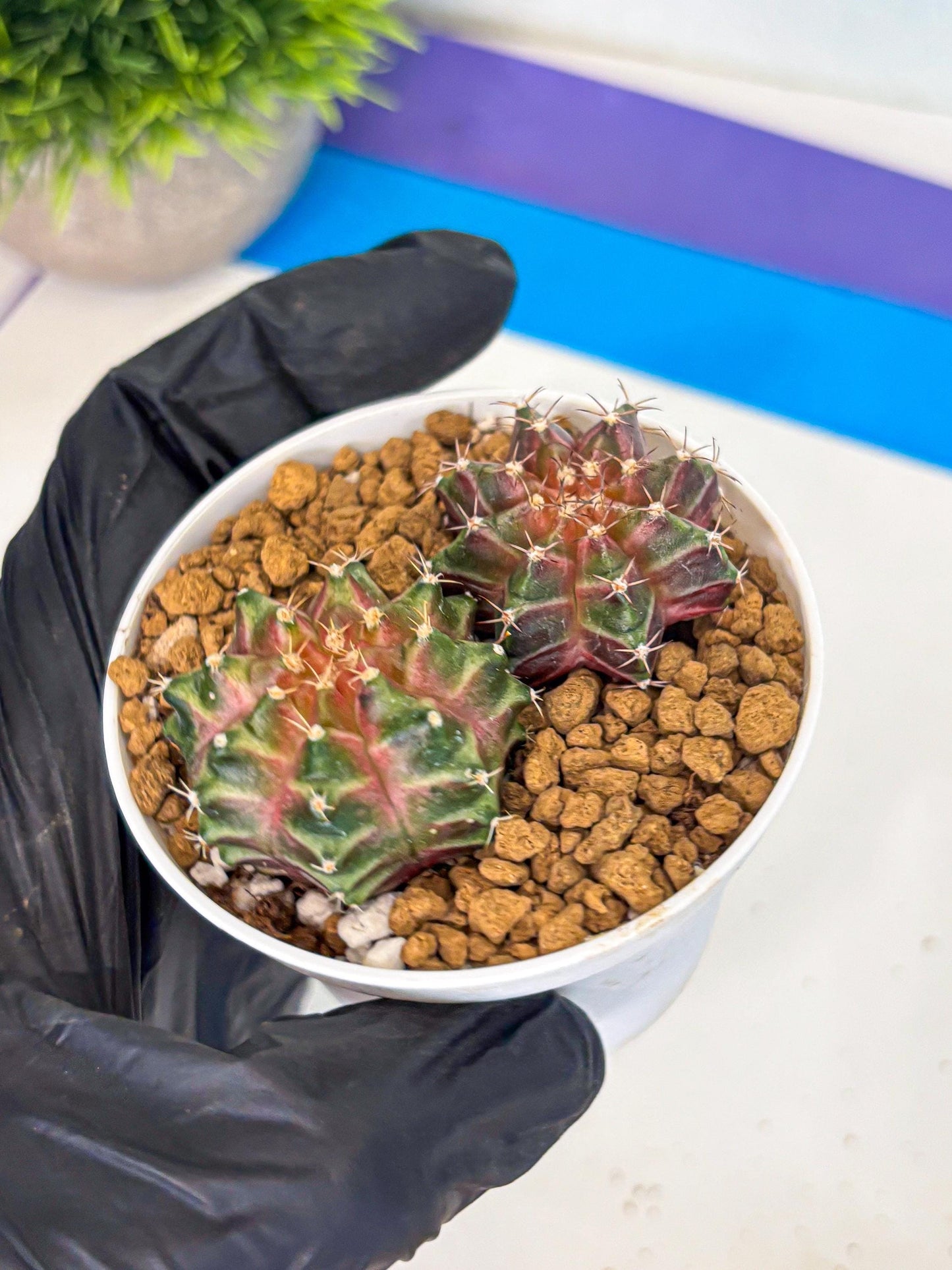 Gymnocalycium Neon (gy13) (y6) | Rare Cactus