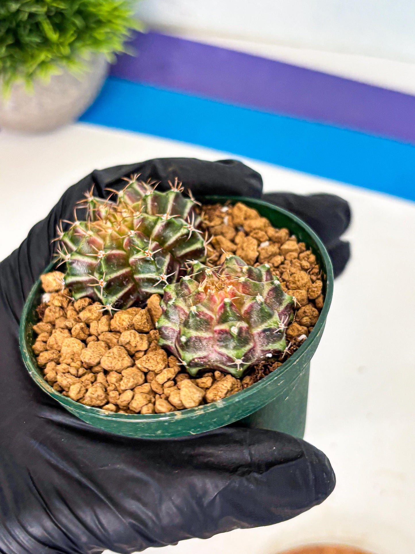 Gymnocalycium Neon (gy13) (y7) | Rare Cactus