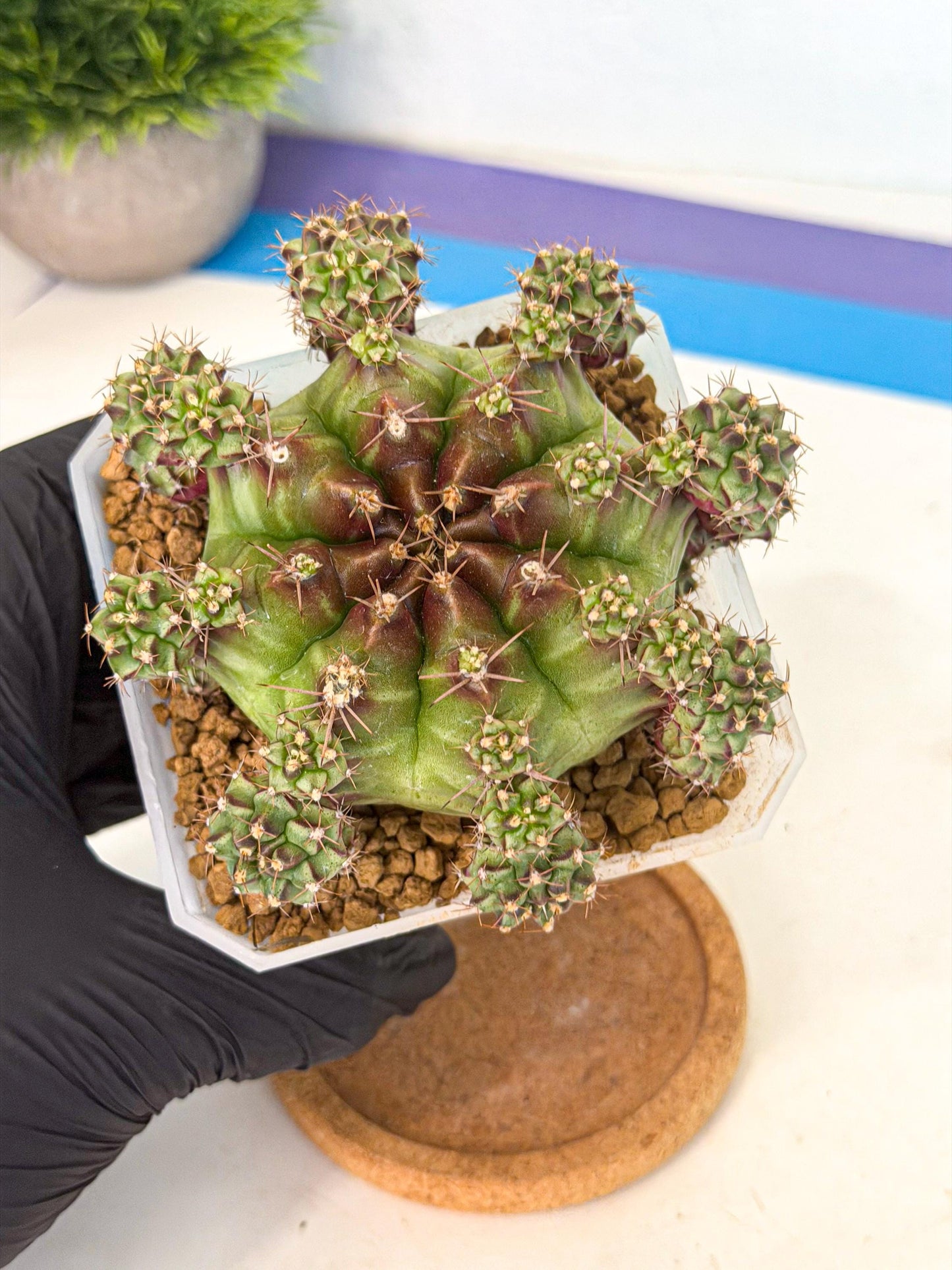 Gymnocalycium Sweet Green (#1) | Variegated cactus