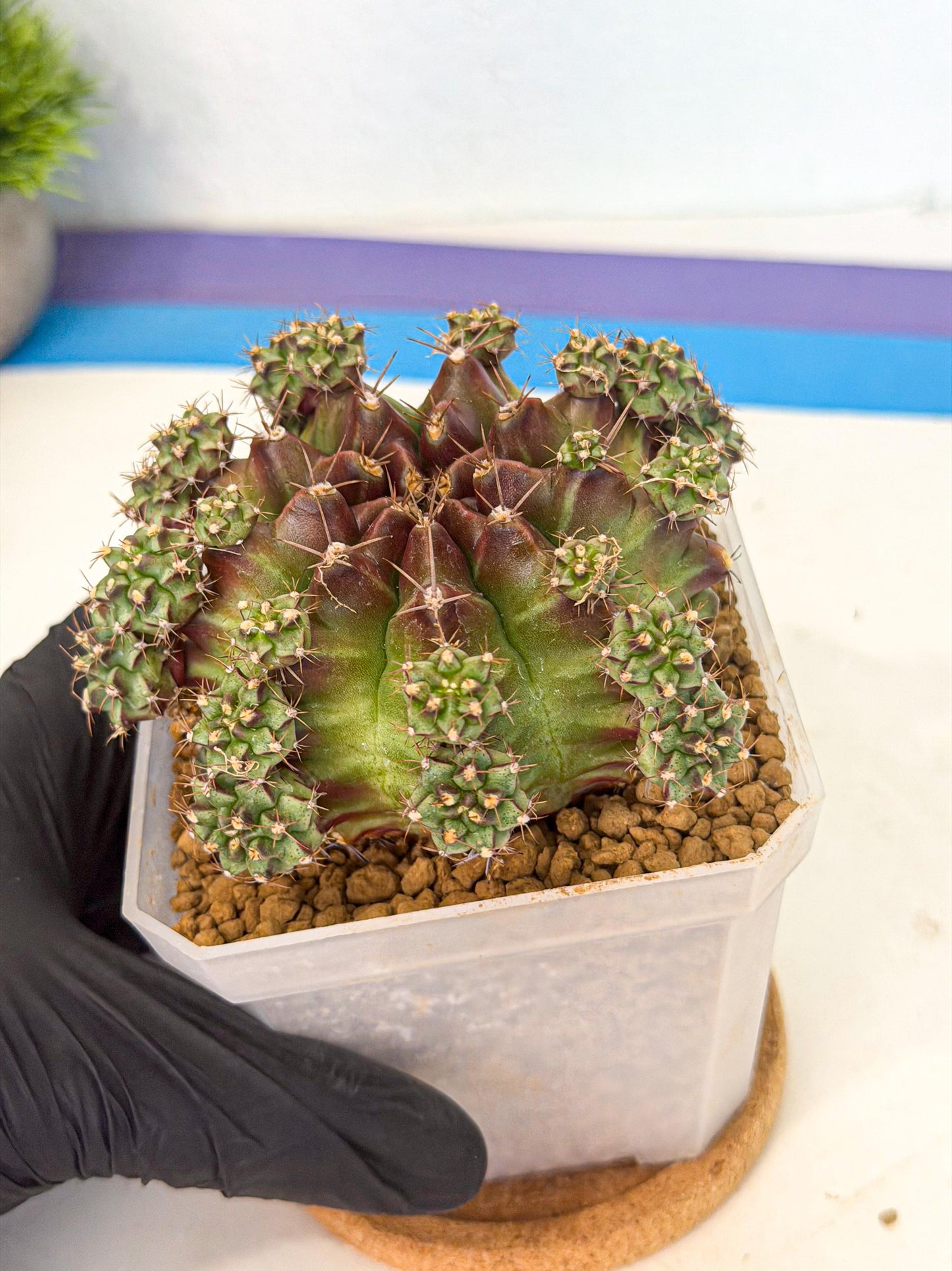 Gymnocalycium Sweet Green (#2) | Variegated cactus