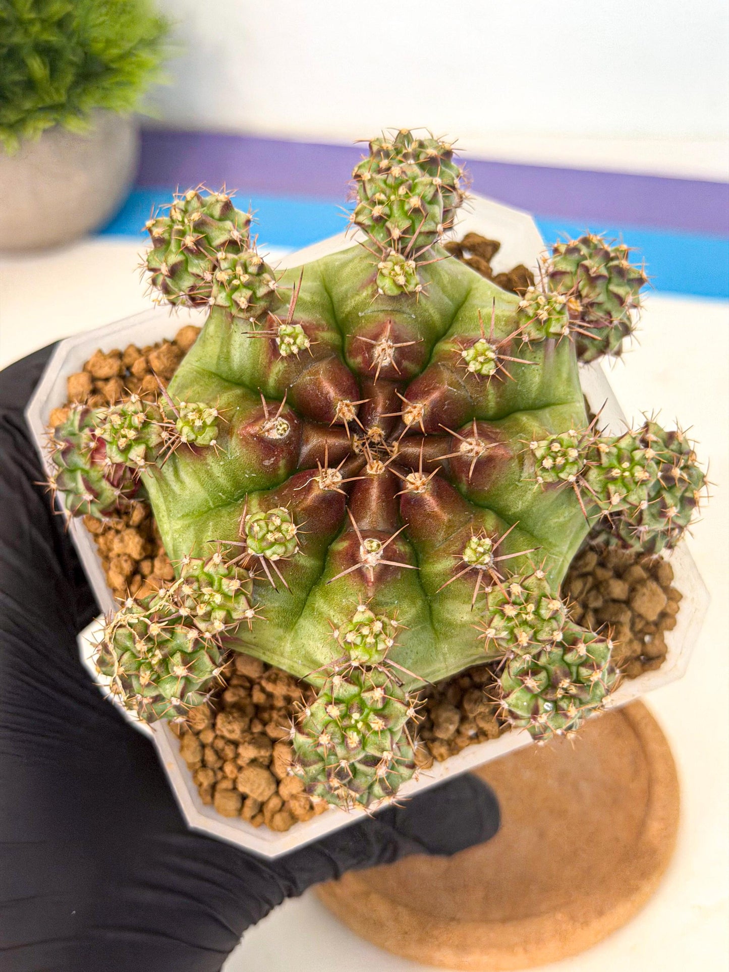 Gymnocalycium Sweet Green (#3) | Variegated cactus