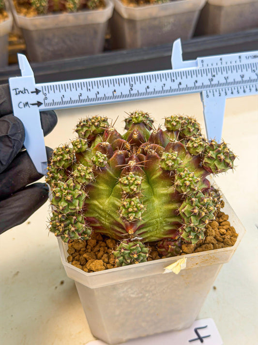 Gymnocalycium Sweet Green (#4) | Variegated cactus