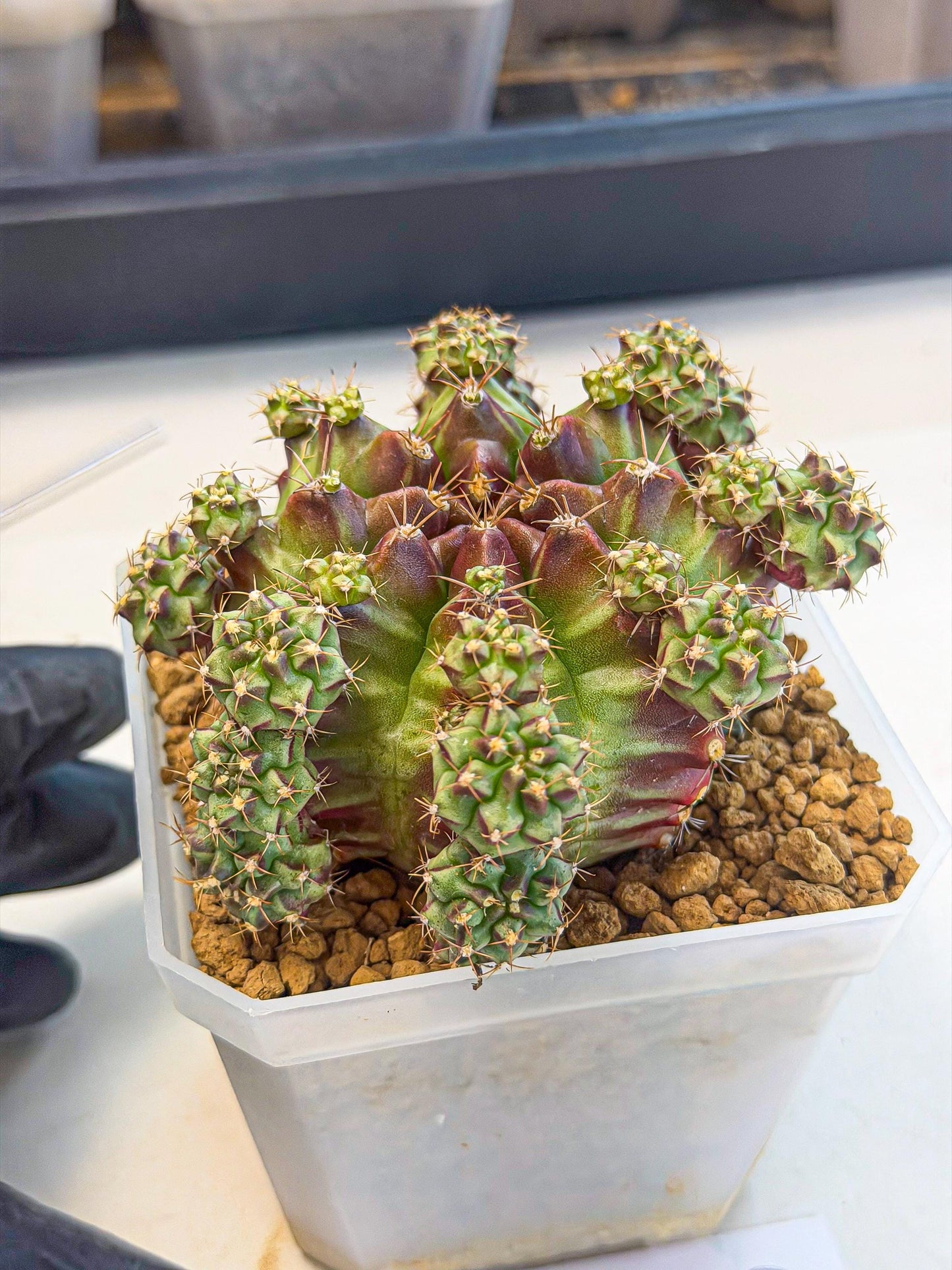 Gymnocalycium Sweet Green (#6) | Variegated cactus