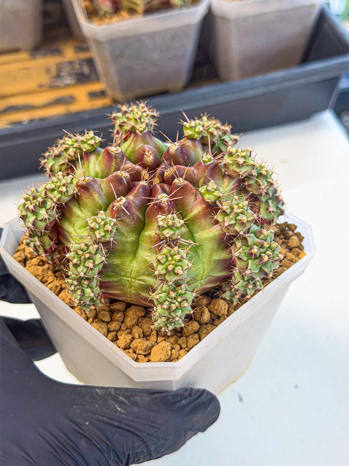 Gymnocalycium Sweet Green (#7) | Variegated cactus