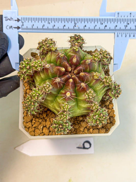 Gymnocalycium Sweet Green (#9) | Variegated cactus