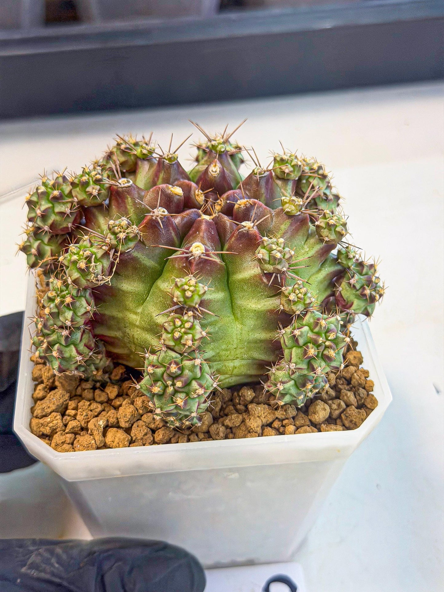 Gymnocalycium Sweet Green (#9) | Variegated cactus