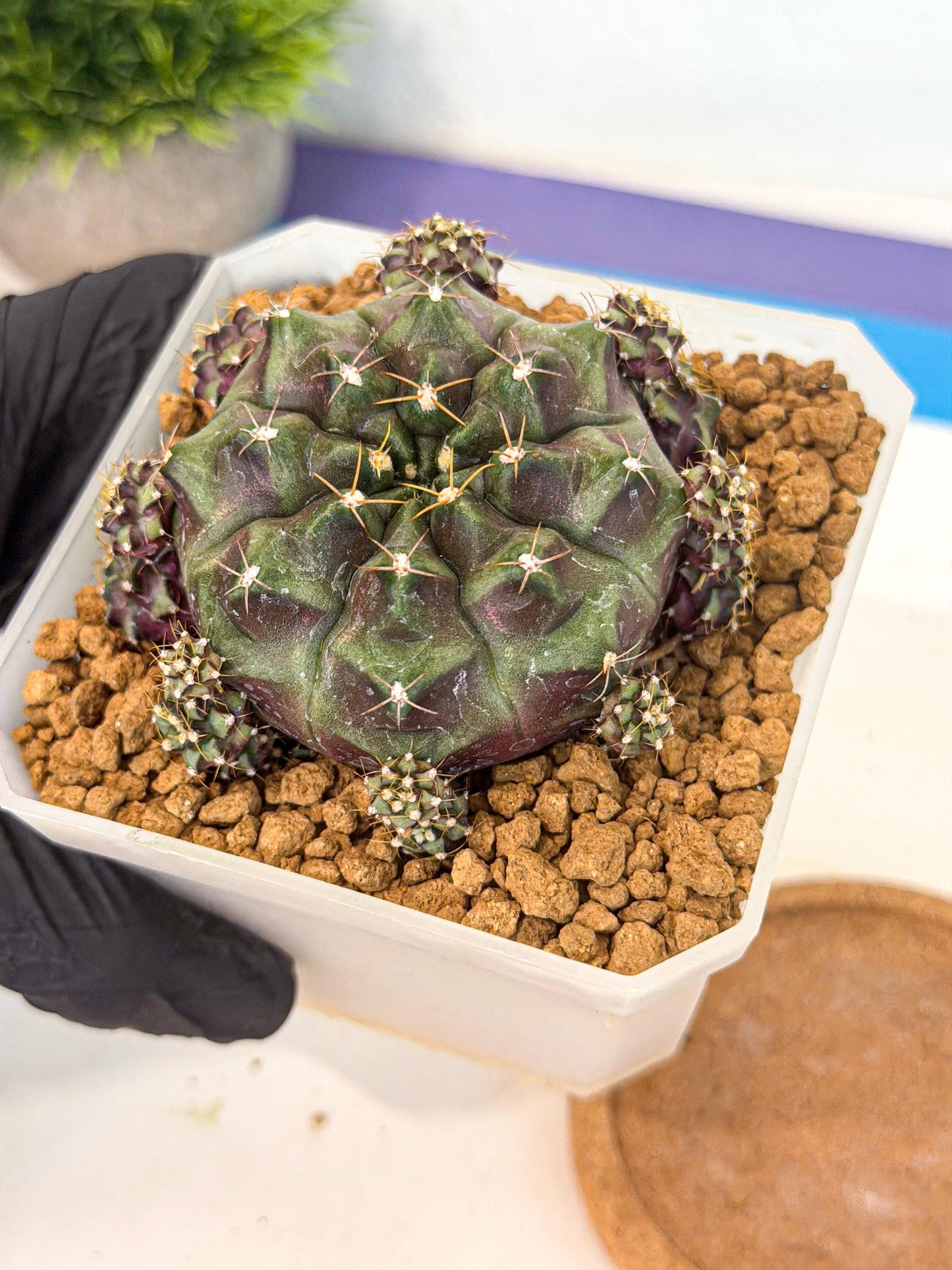 Gymnocalycium Mochi (#2) | Variegated cactus