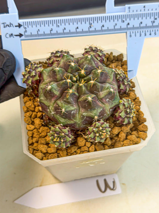Gymnocalycium Mochi (#3) | Variegated cactus