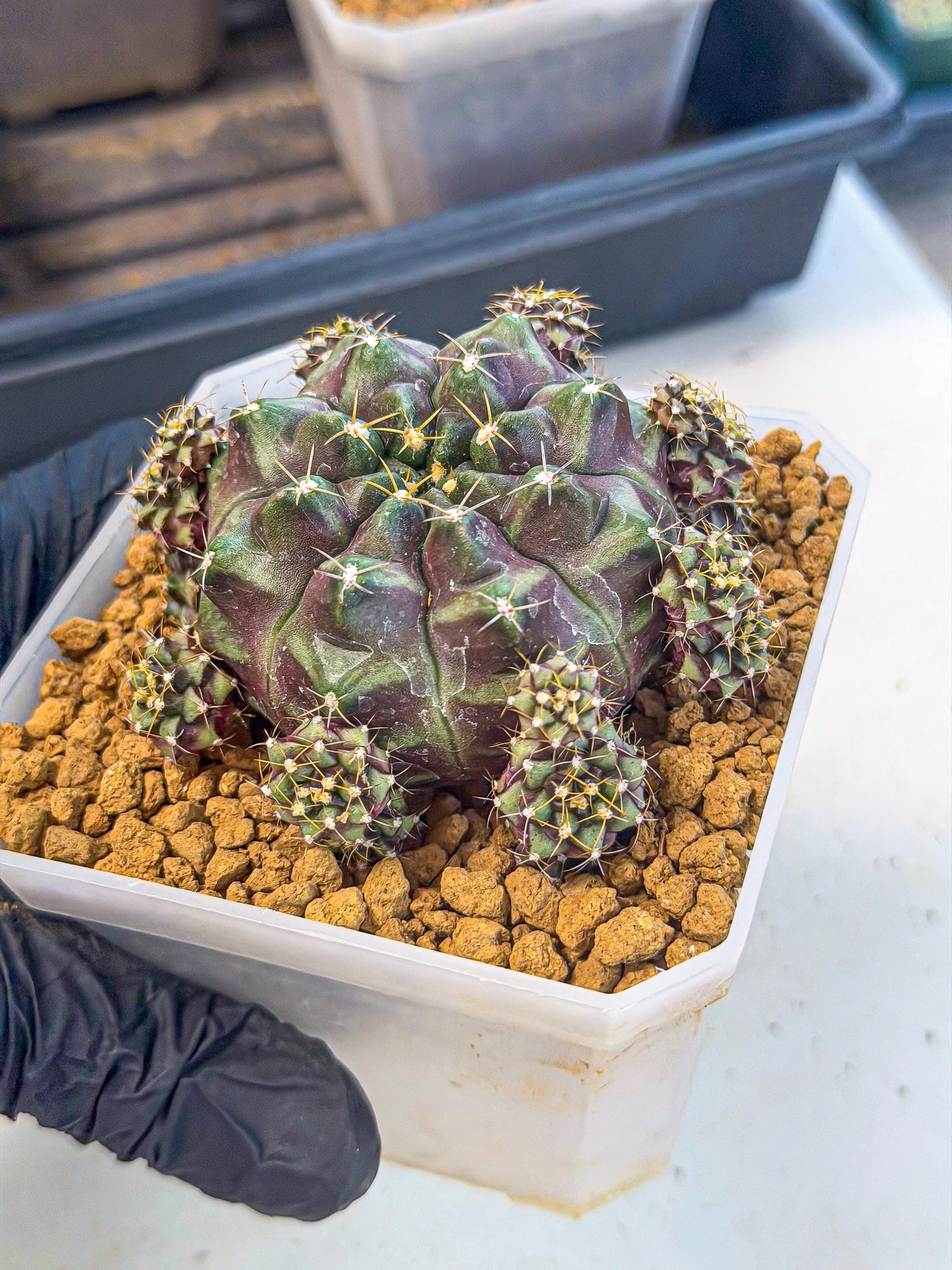 Gymnocalycium Mochi (#7) | Variegated cactus