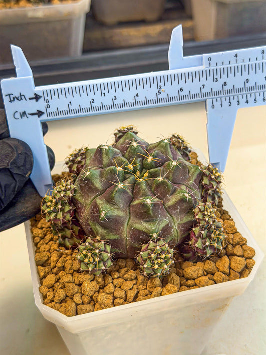 Gymnocalycium Mochi (#7) | Variegated cactus