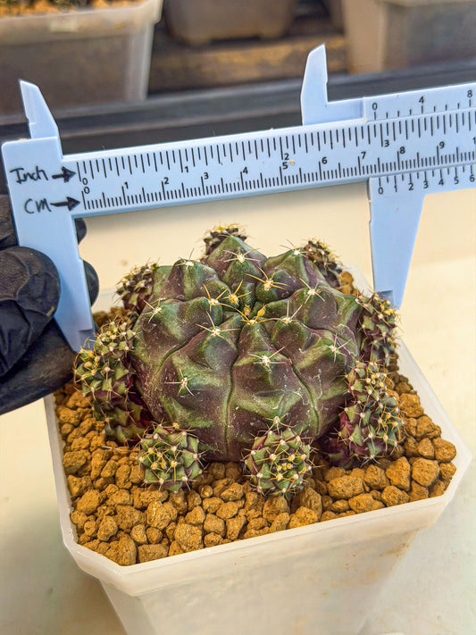 Gymnocalycium Mochi (#7) | Variegated cactus