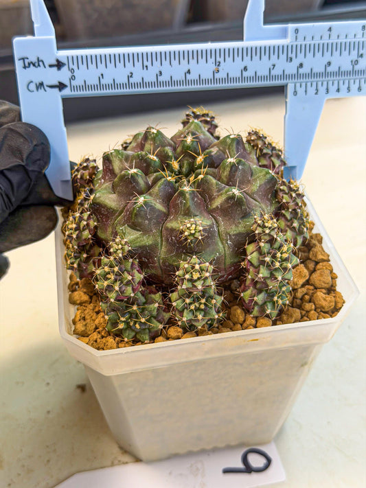 Gymnocalycium Mochi (#9) | Variegated cactus