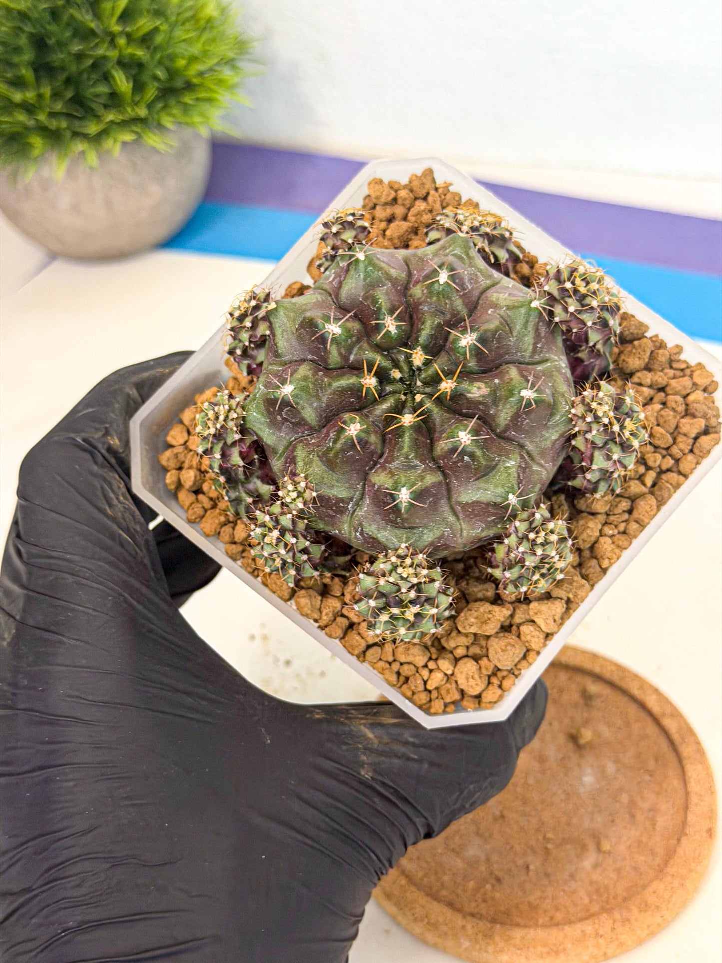 Gymnocalycium Mochi (#9) | Variegated cactus
