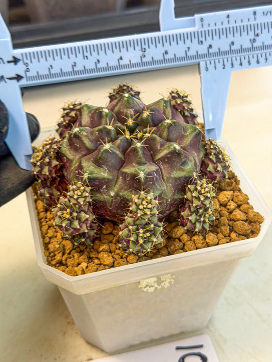 Gymnocalycium Mochi (#10) | Variegated cactus
