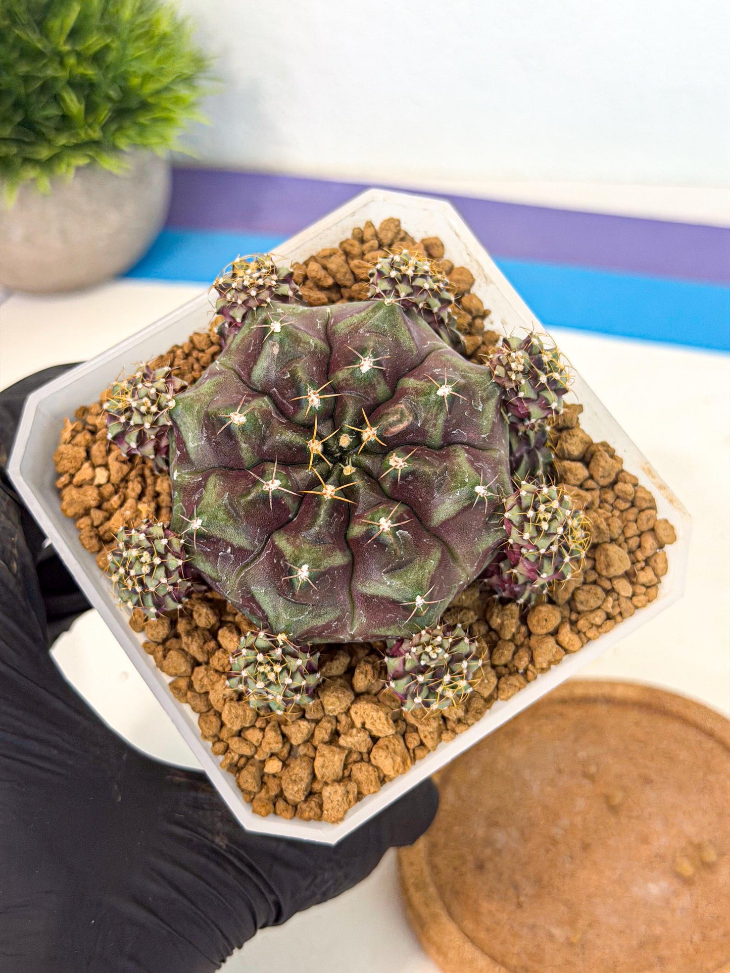 Gymnocalycium Mochi (#10) | Variegated cactus