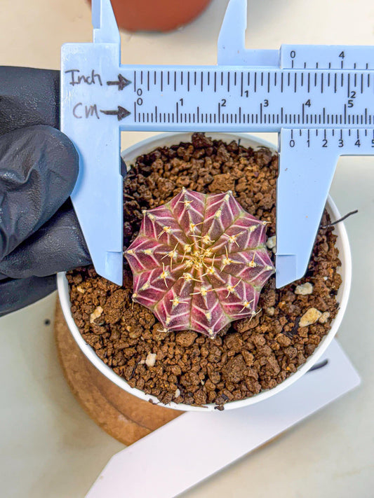 Gymnocalycium Neon (gy14) (b1) | Variegated cactus