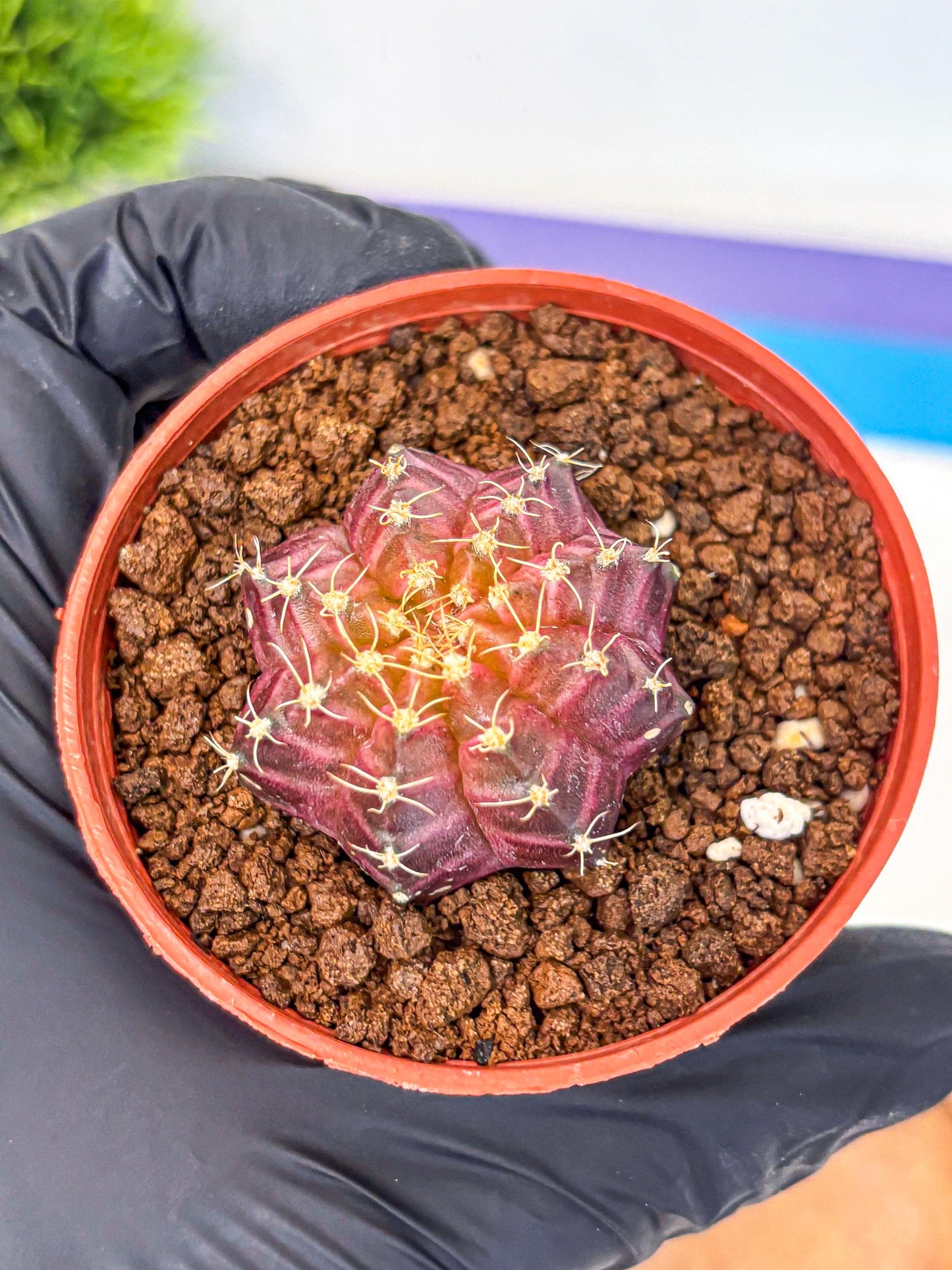 Gymnocalycium Neon (gy14) (b4) | Variegated cactus