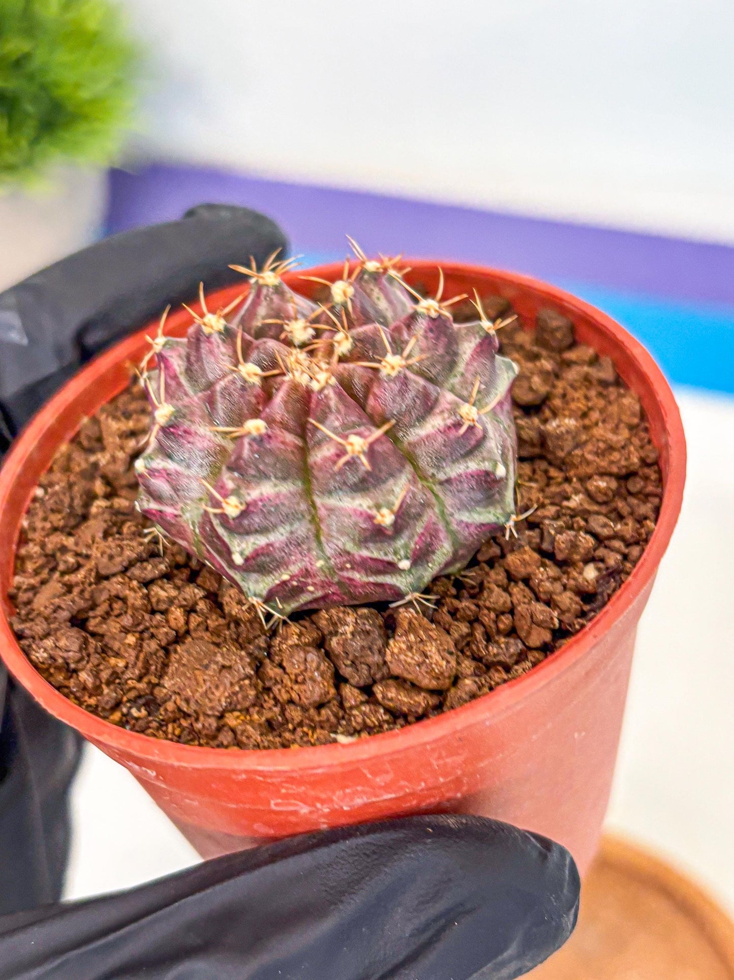 Gymnocalycium Neon (gy14) (b5) | Variegated cactus