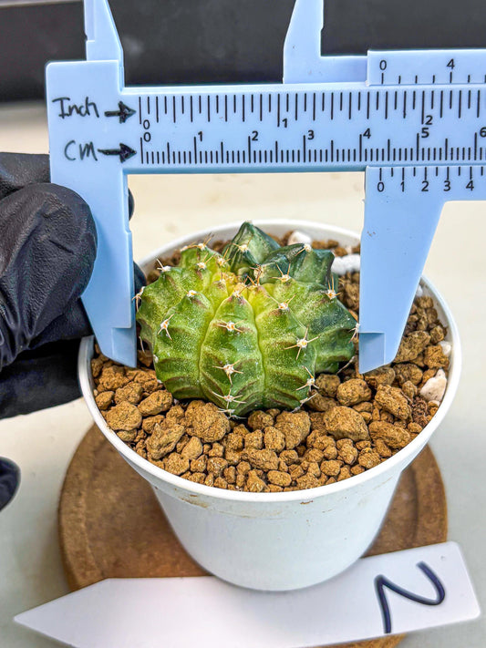 Gymnocalycium Neon (gy14) (g2) | Variegated cactus