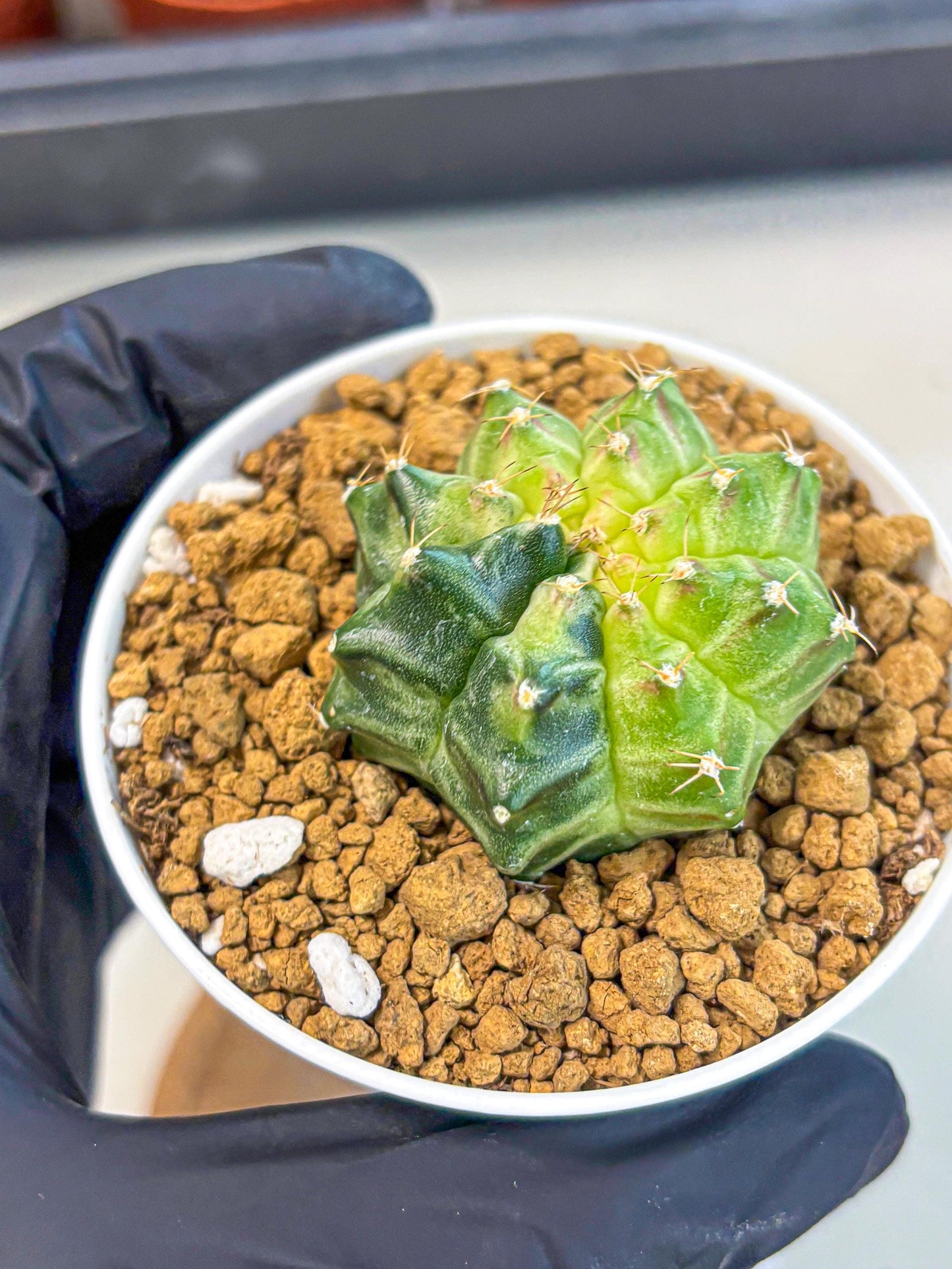 Gymnocalycium Neon (gy14) (g2) | Variegated cactus